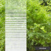 3M Fasara Venetian Gradation